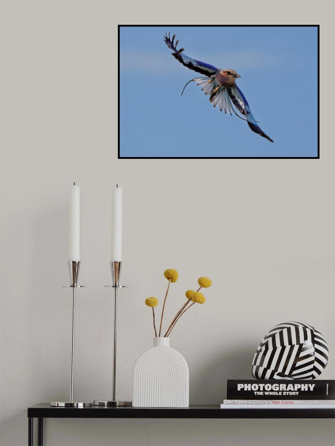 Lilac-breasted Roller Poster och Canvastavla