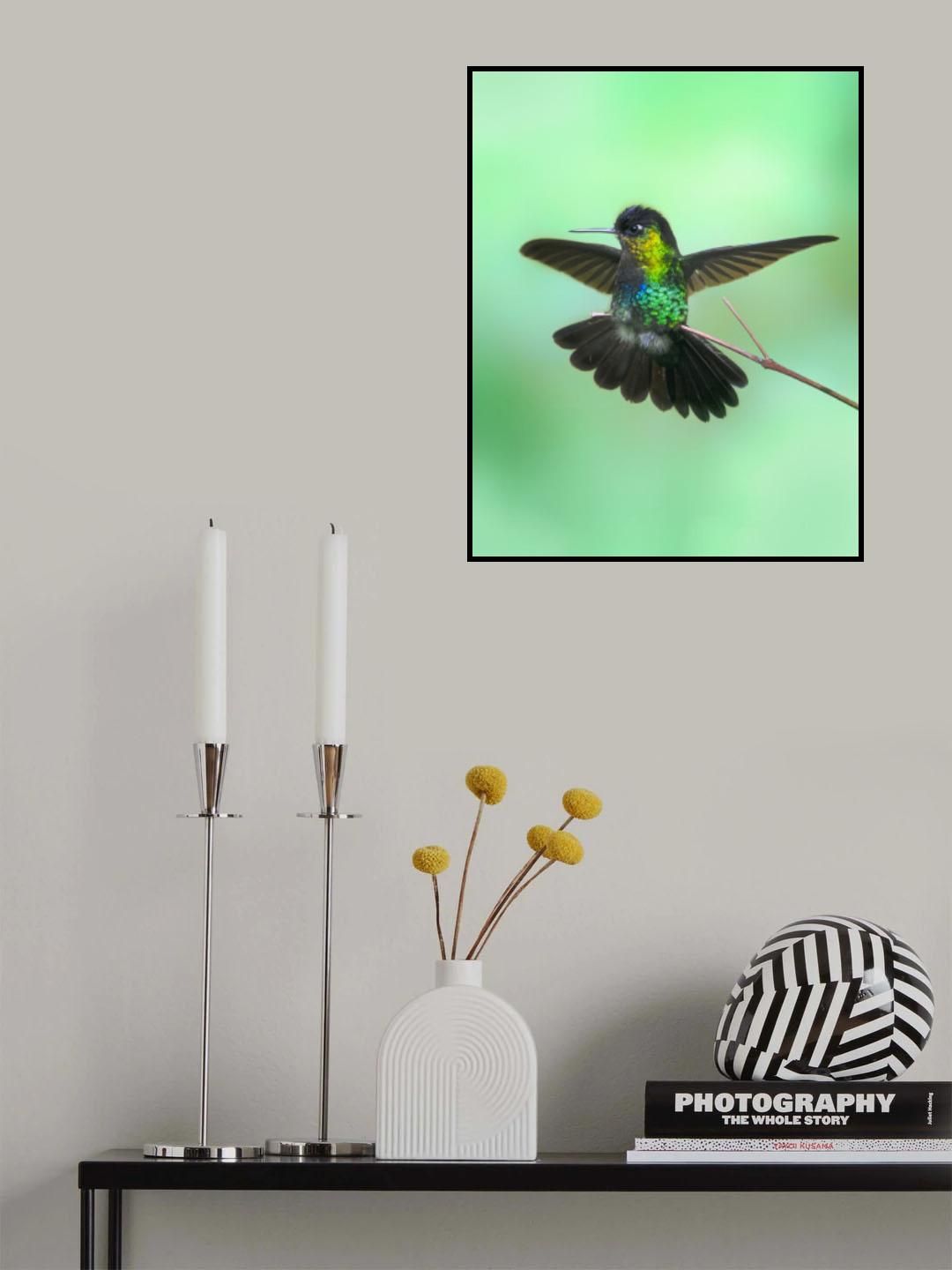 Hummingbird Poster och Canvastavla