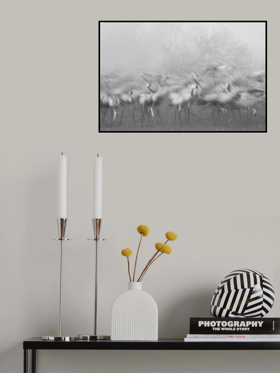 Agamon hula Poster och Canvastavla