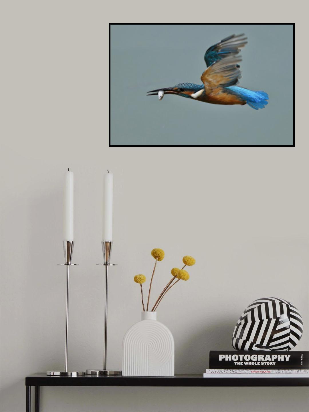 Common Kingfisher Poster och Canvastavla