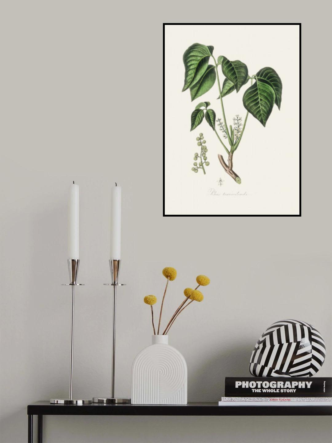 Poison Ivy (rhus Toxicodendron) Medical Botany Poster och Canvastavla
