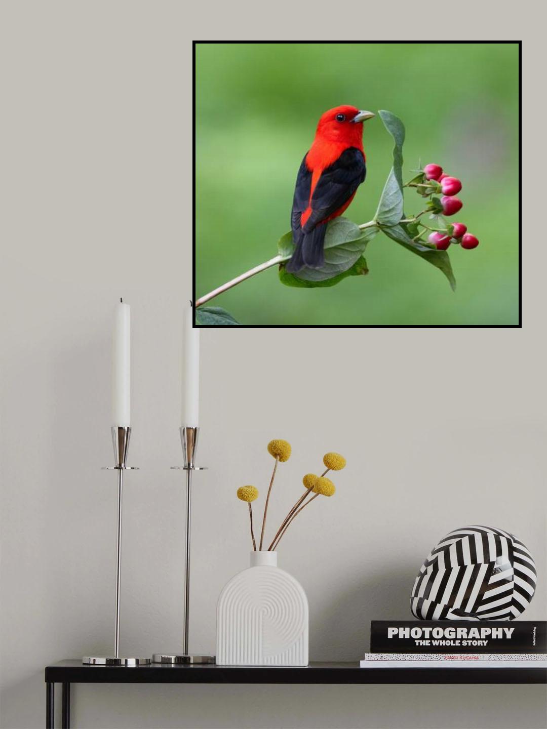 Scarlet Tanager Poster och Canvastavla