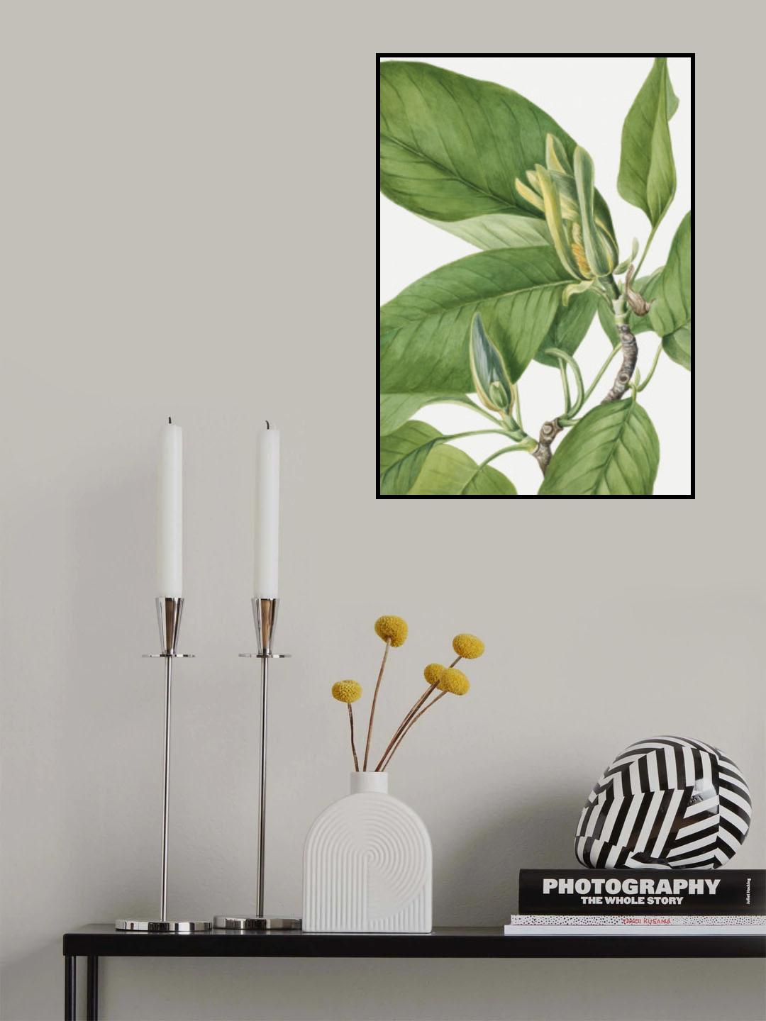 Cucumbertree 1922 Poster och Canvastavla