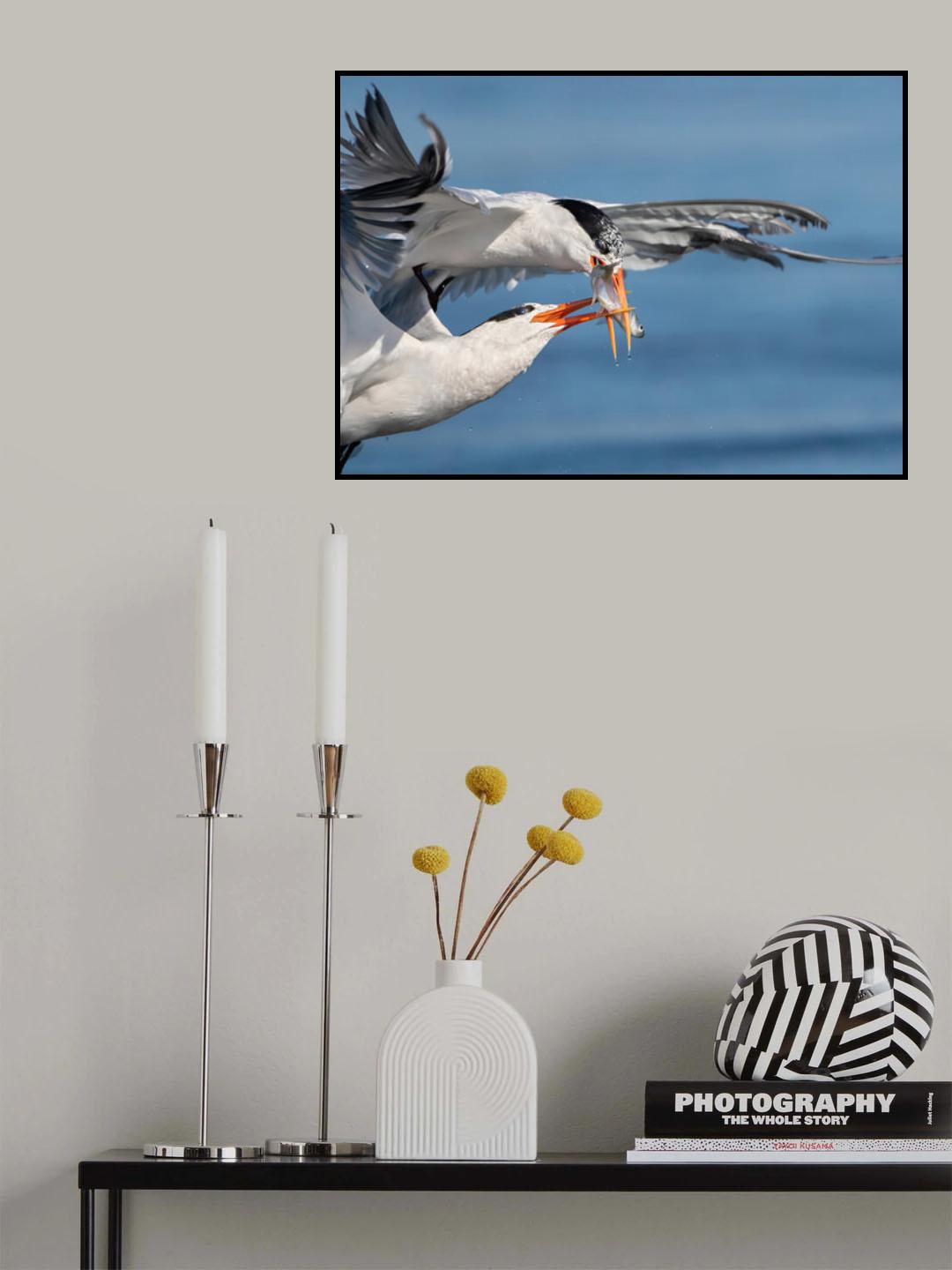 Terns fighting for a fish Poster och Canvastavla