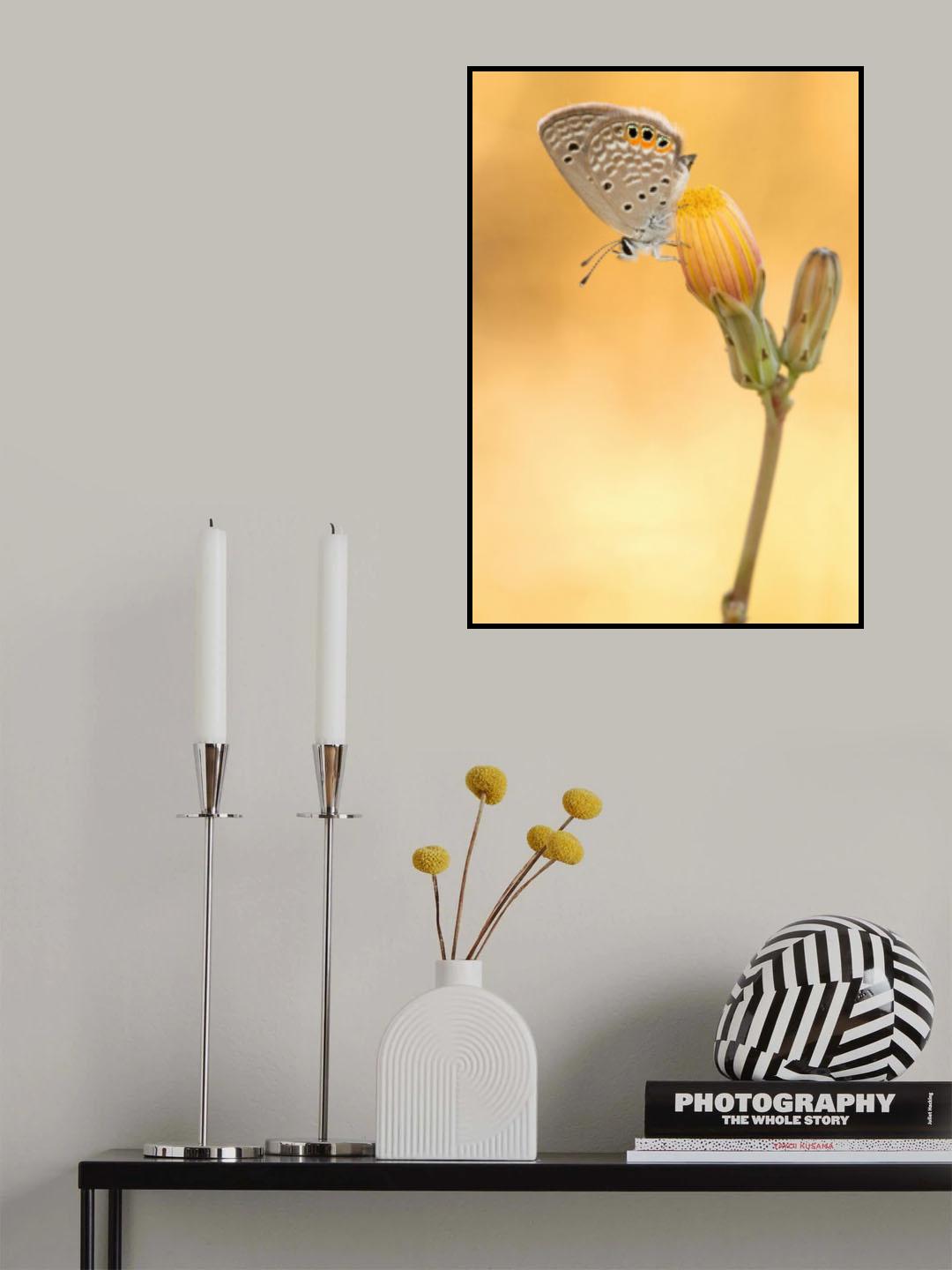 the butterfly Poster och Canvastavla