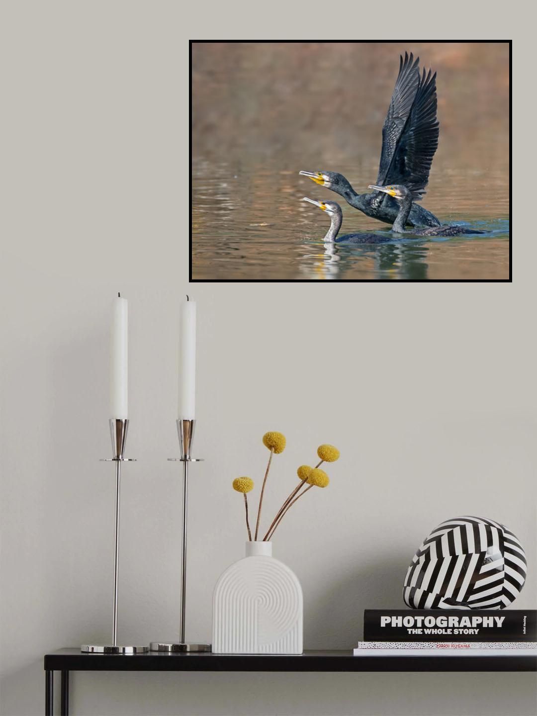 .Cormorant Poster och Canvastavla