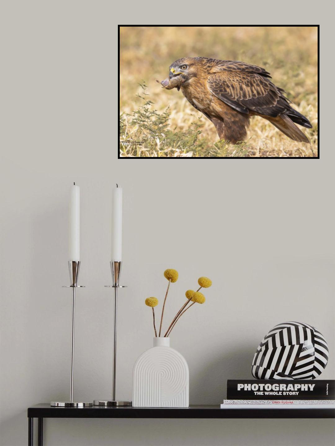Long-legged buzzard in breafast Poster och Canvastavla