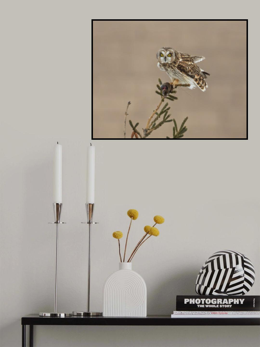 Short-eared Owl-2 Poster och Canvastavla