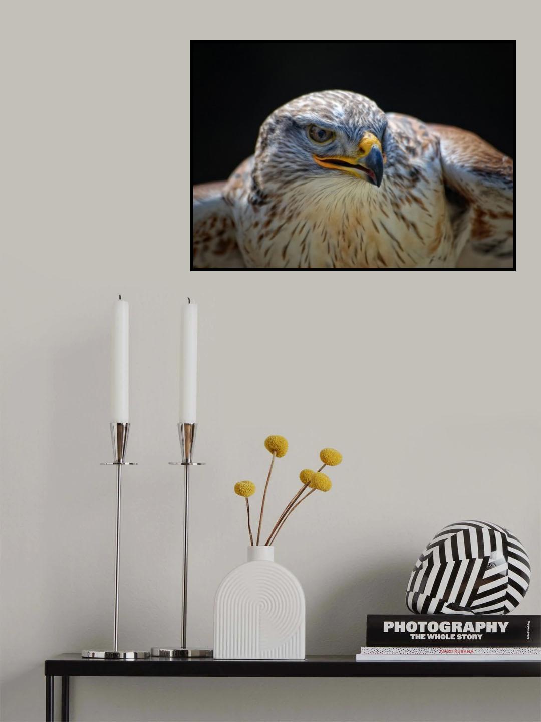 Red-tailed Hawk Poster och Canvastavla