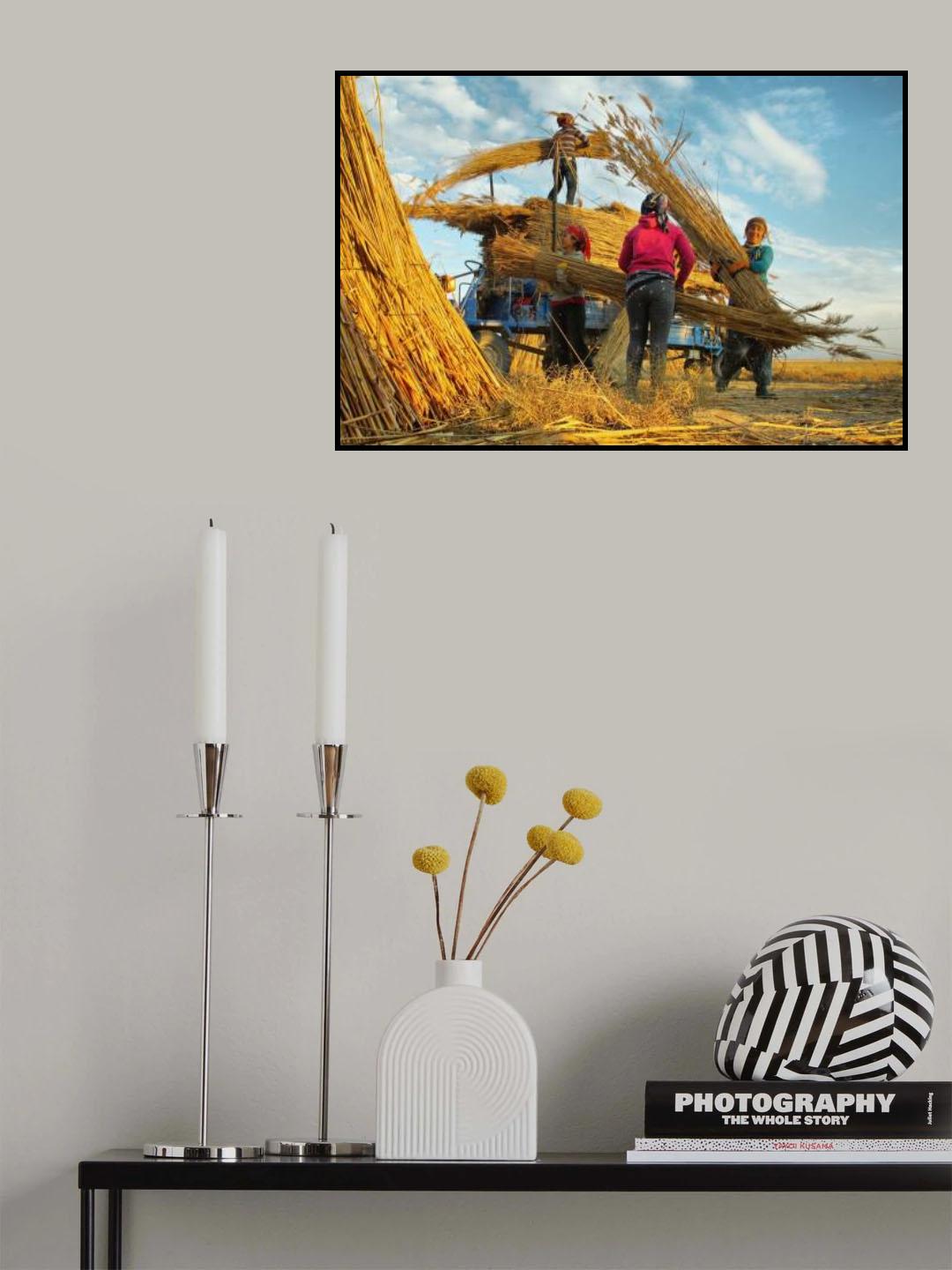 Reed Harvest Poster och Canvastavla