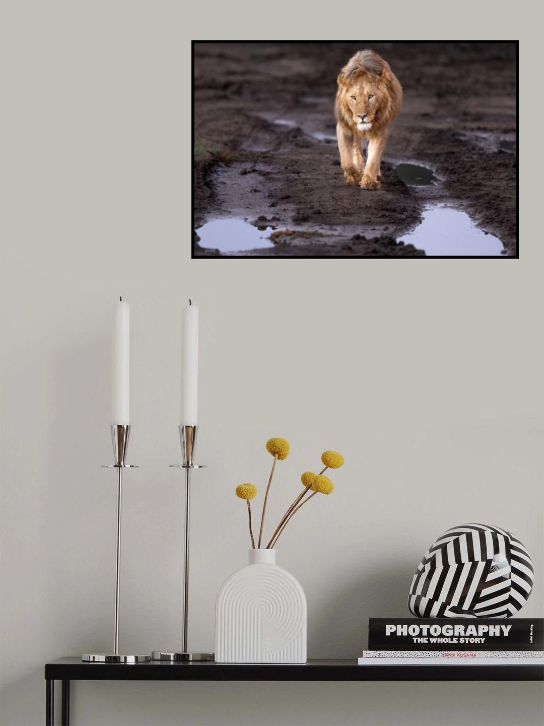 Lions and water Poster och Canvastavla
