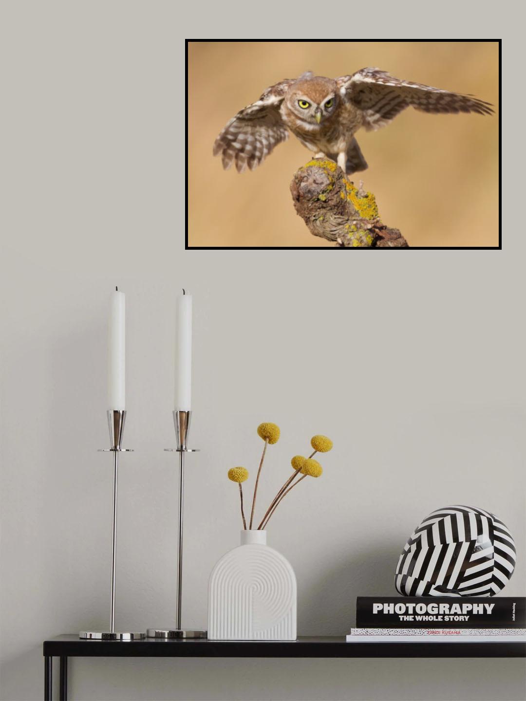Little owl Poster och Canvastavla