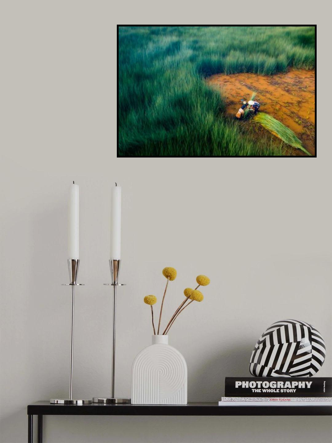 Thu hoạch cỏ bàng Poster och Canvastavla