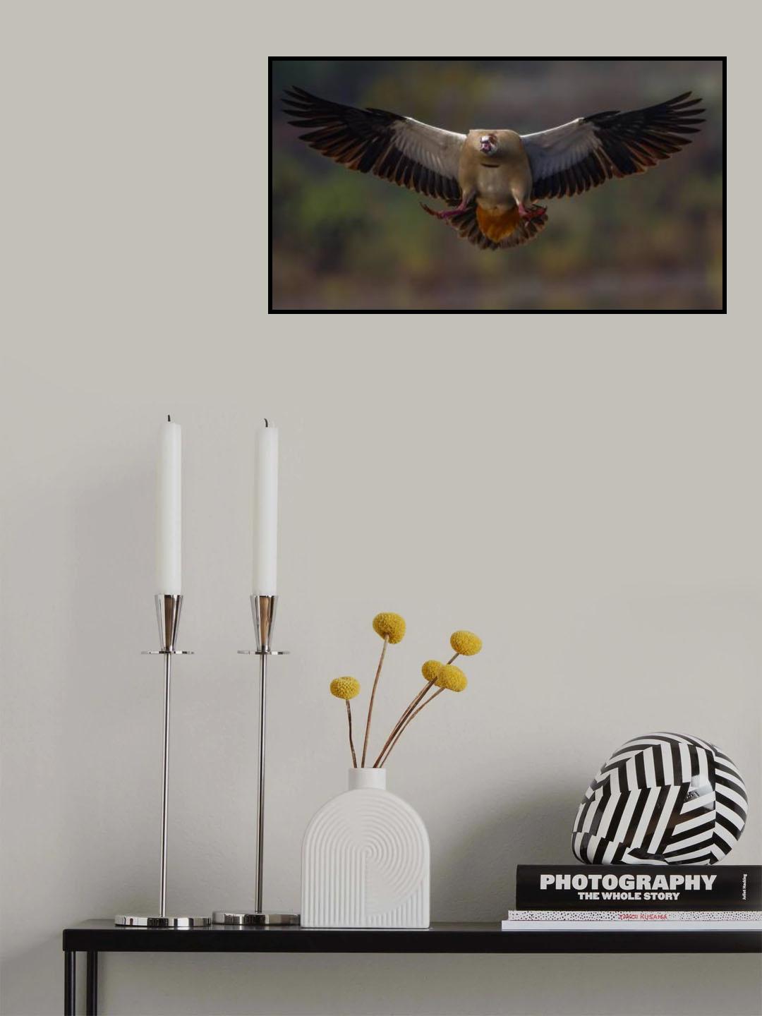 Egyptian Goose Poster och Canvastavla