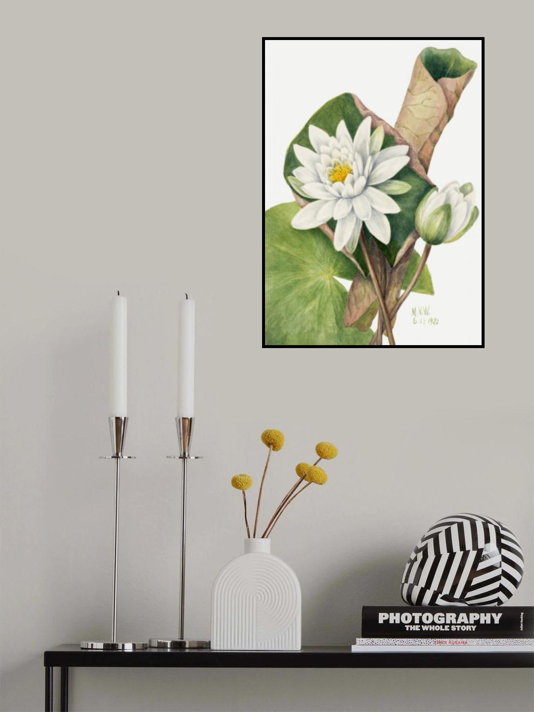 American Waterlily (1920) Poster och Canvastavla