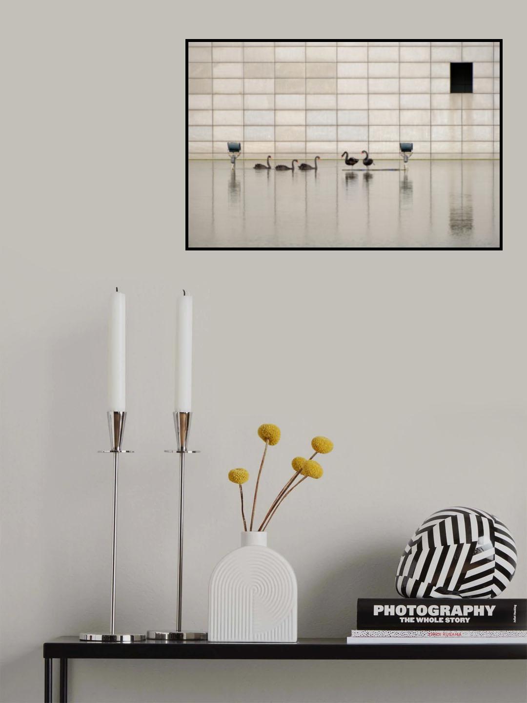 black swan Poster och Canvastavla