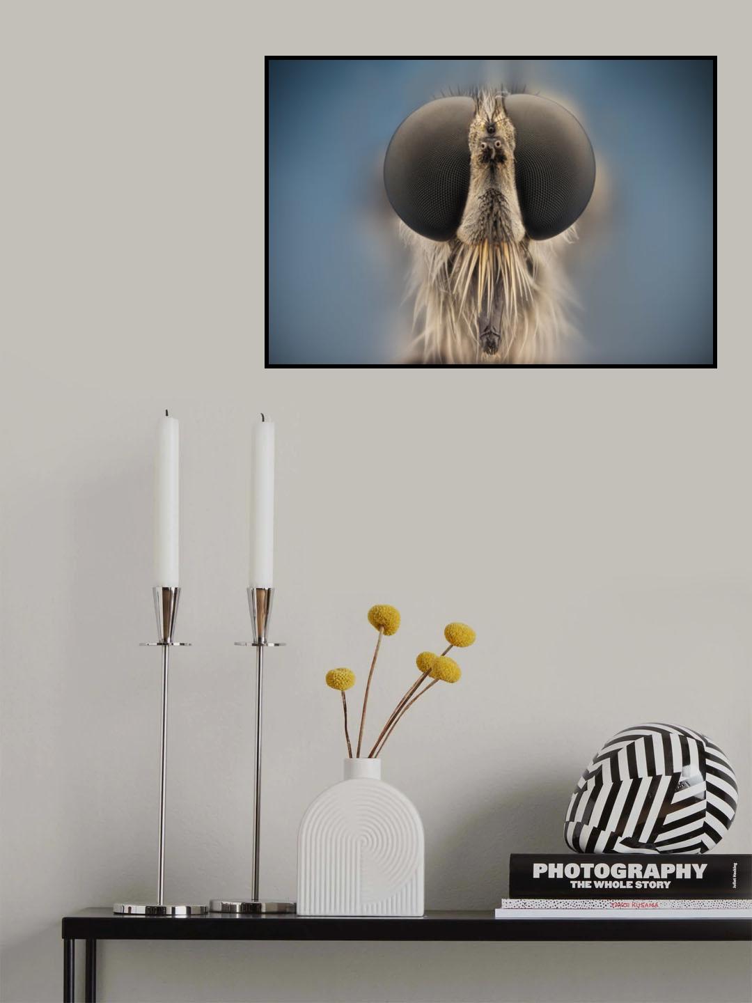 Asilidae Poster och Canvastavla
