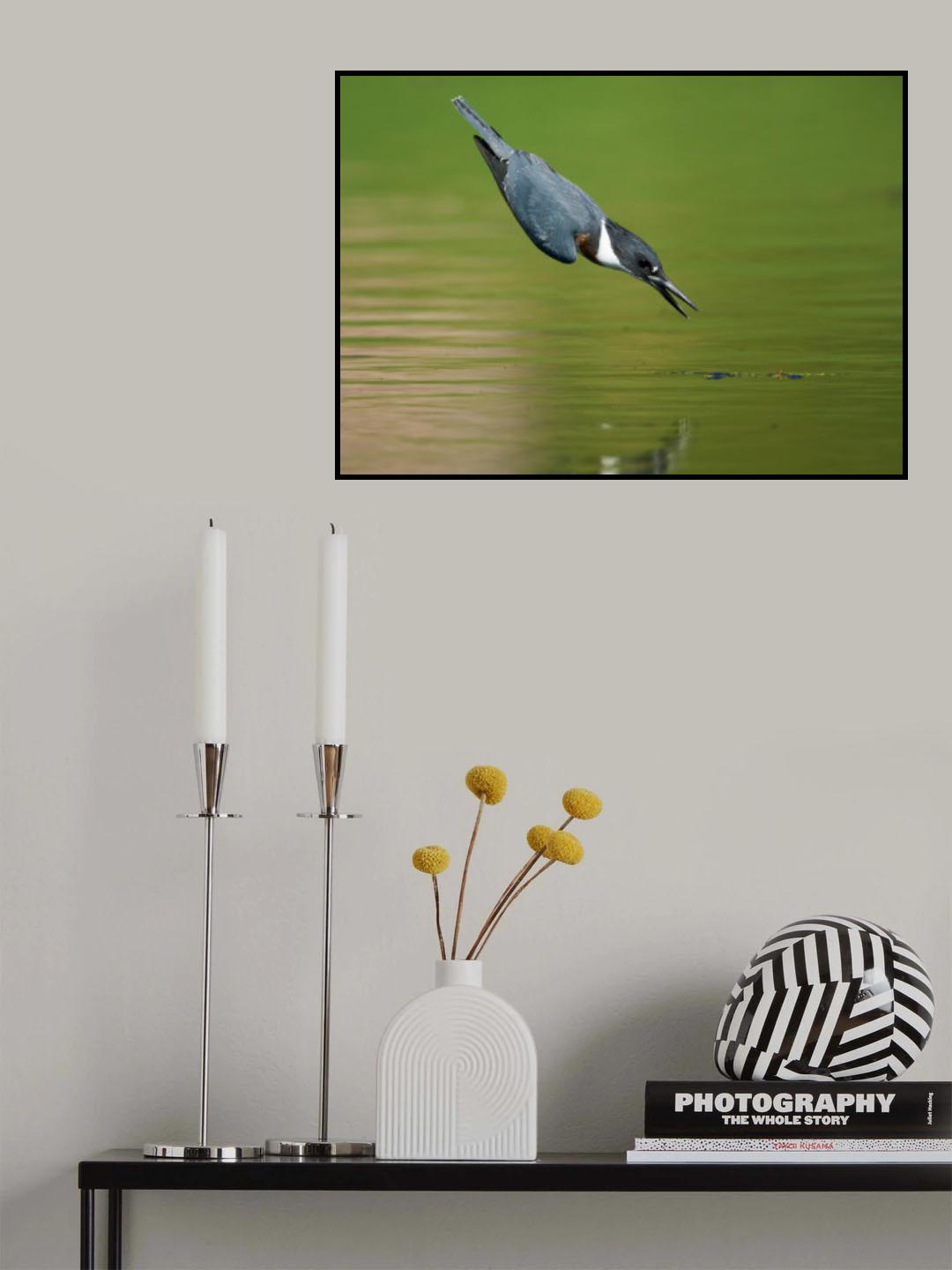 Belted Kingfisher in Action Poster och Canvastavla