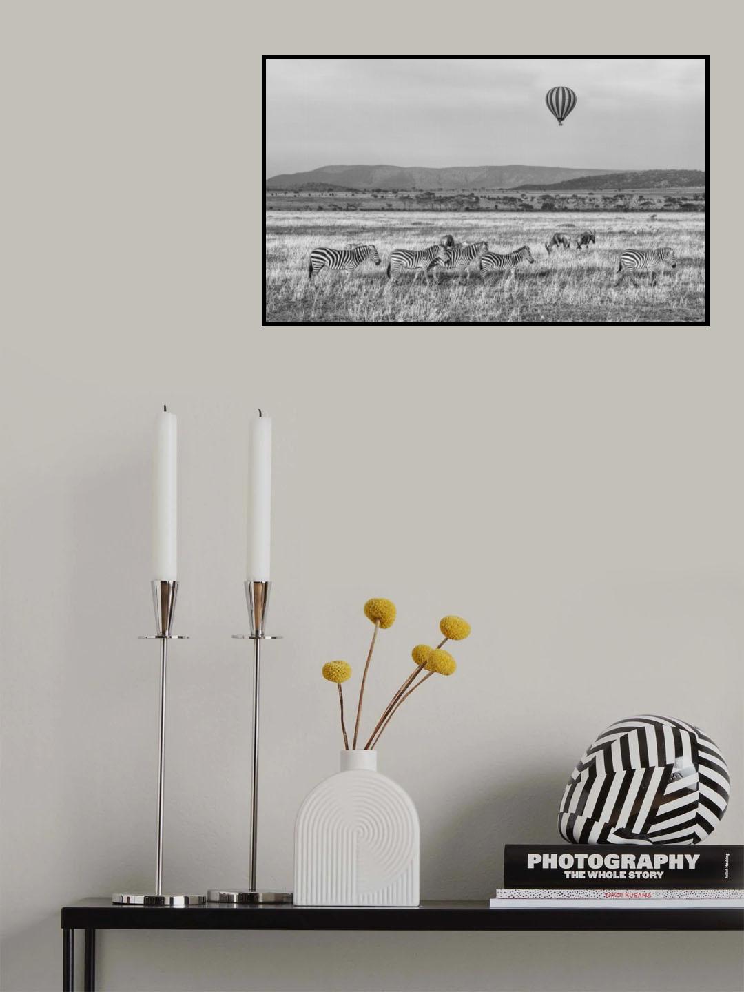 Tanzanian zebra Poster och Canvastavla