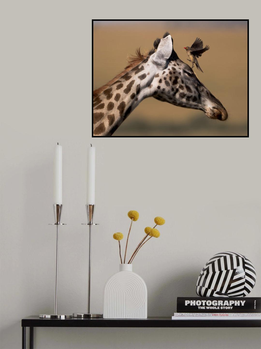 Oxpecker and Giraffe Poster och Canvastavla