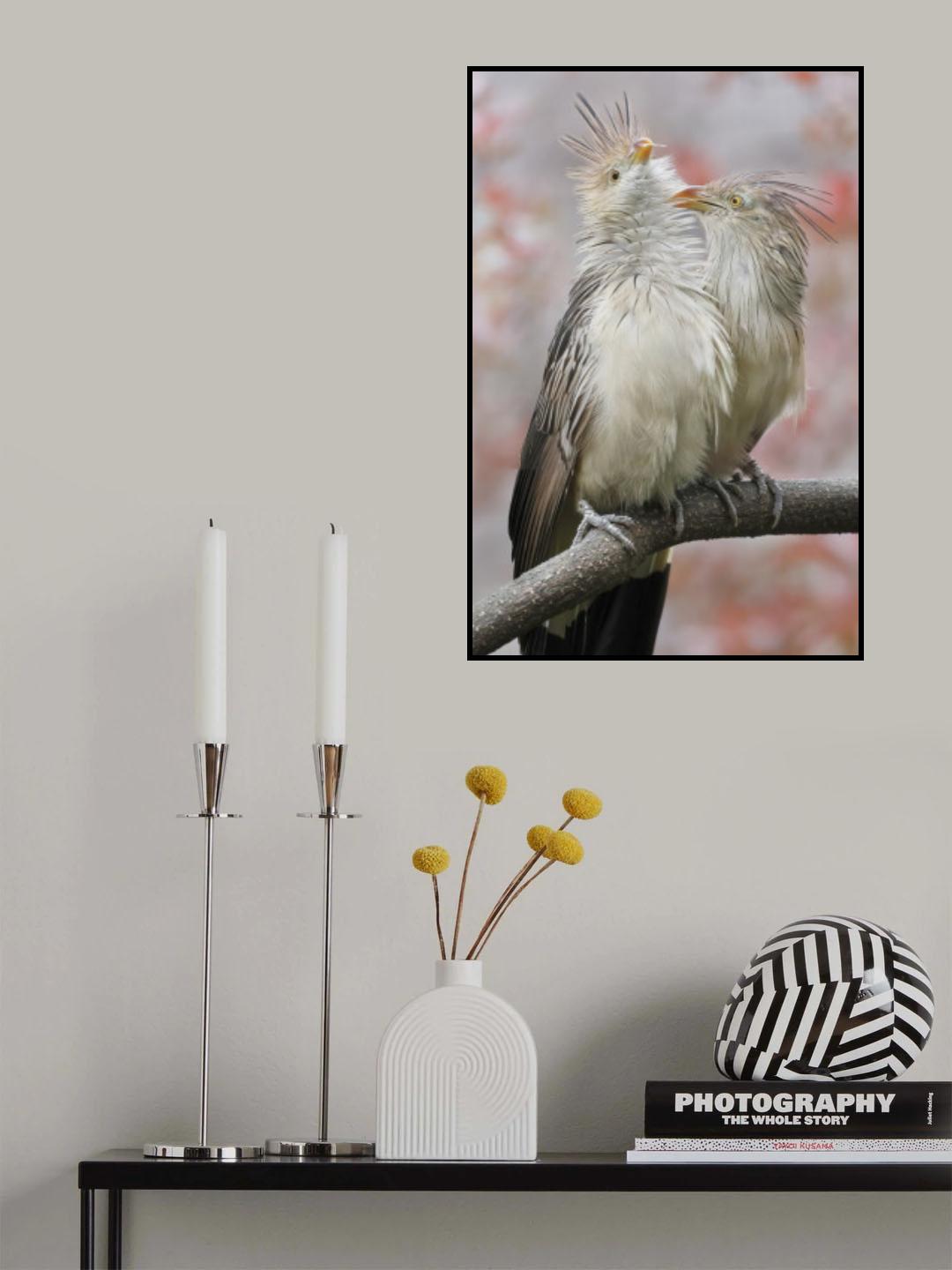 Guira Cuckoo Playing Poster och Canvastavla