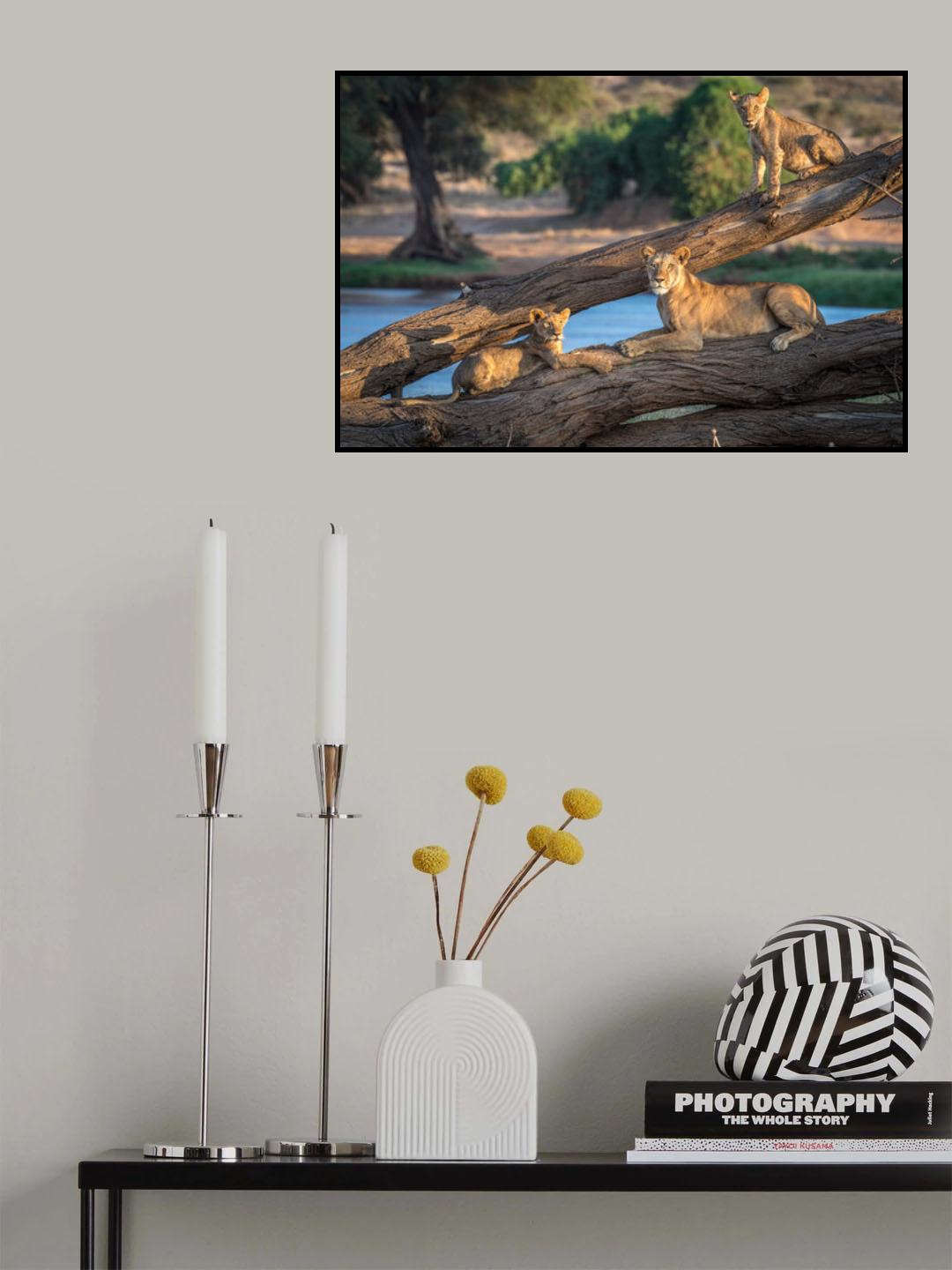 Lions can't climb trees Poster och Canvastavla