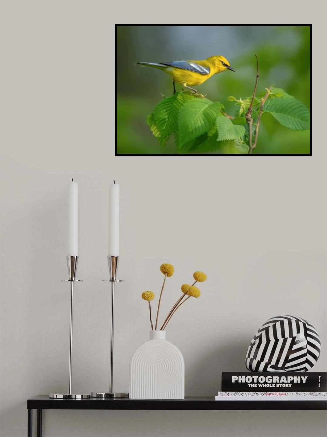 Blue winged warbler Poster och Canvastavla