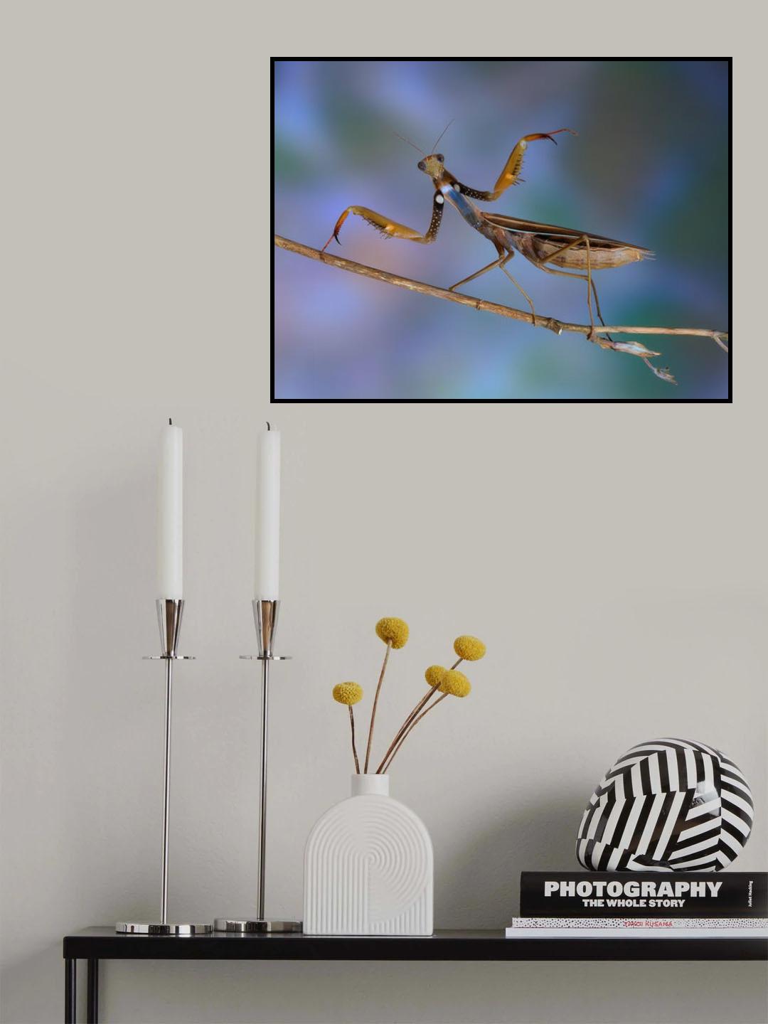 Mantis religiosa Poster och Canvastavla