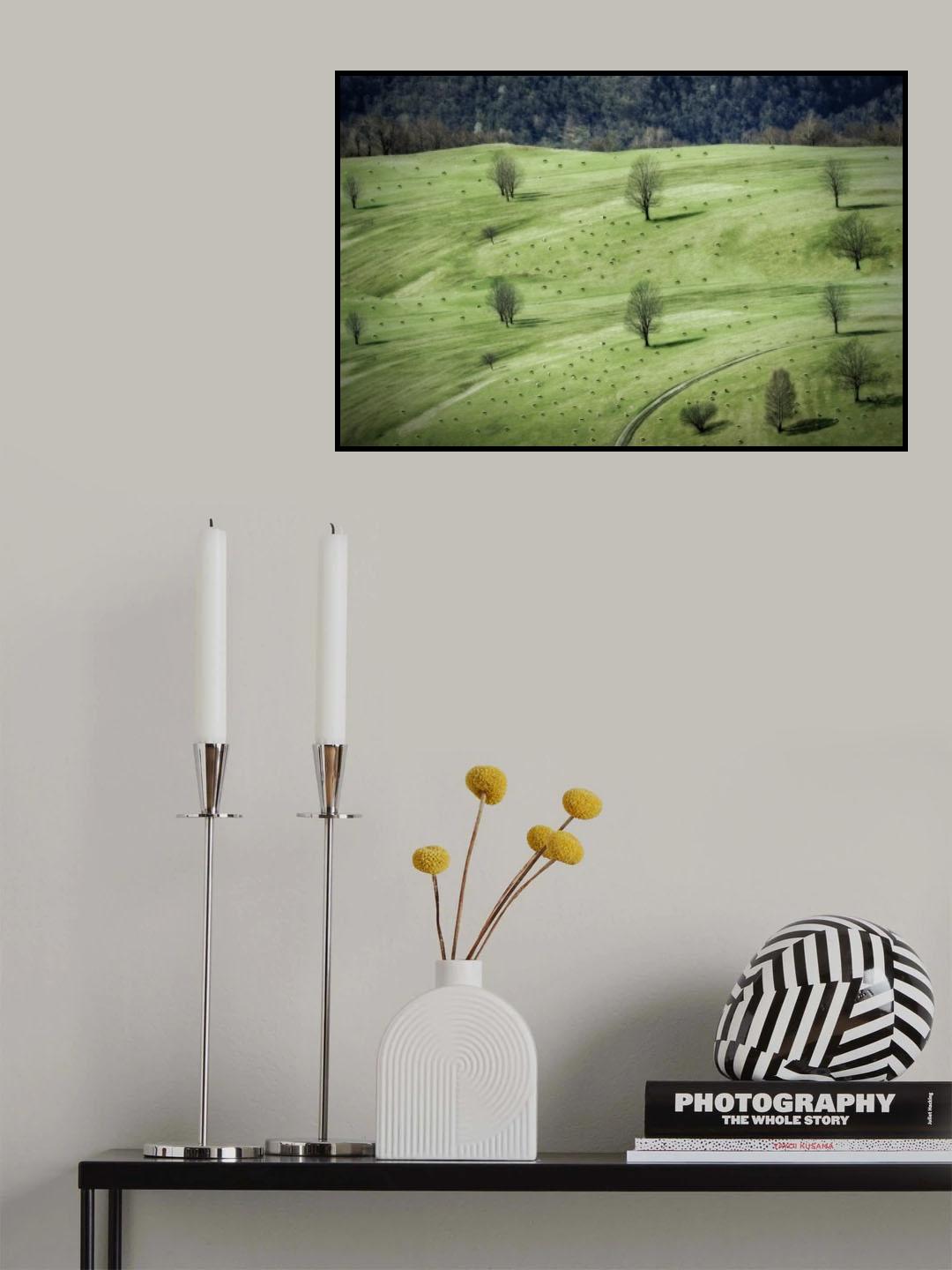 sheeps ... Poster och Canvastavla