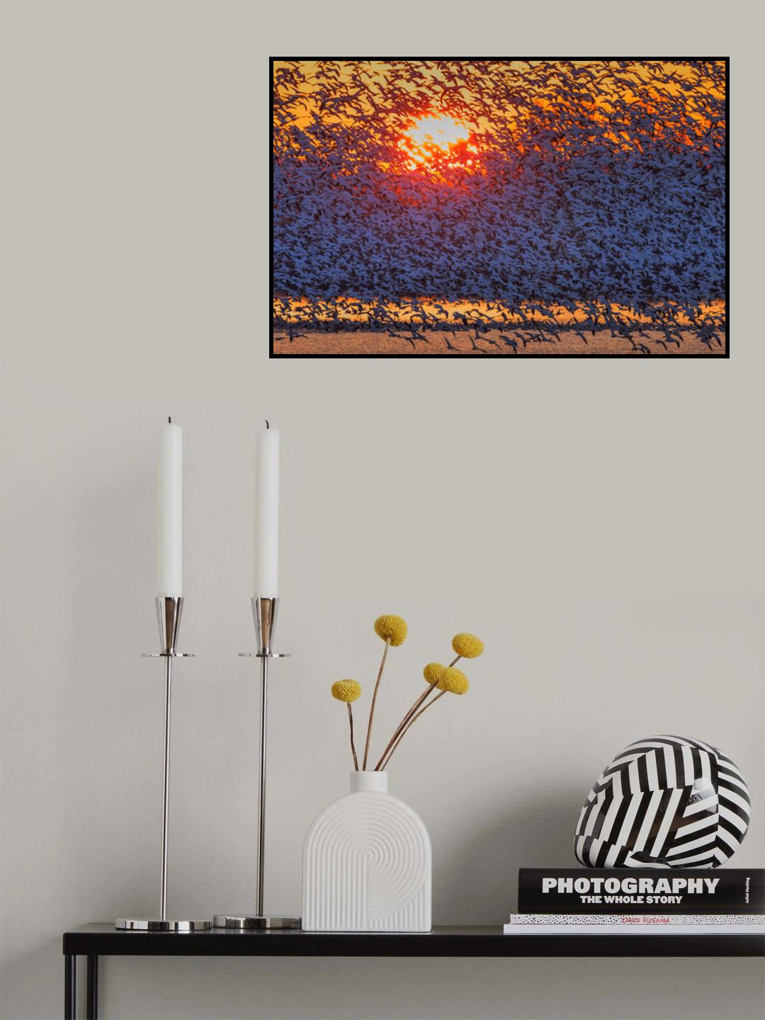 Snow Geese Flying in Sunrise Poster och Canvastavla