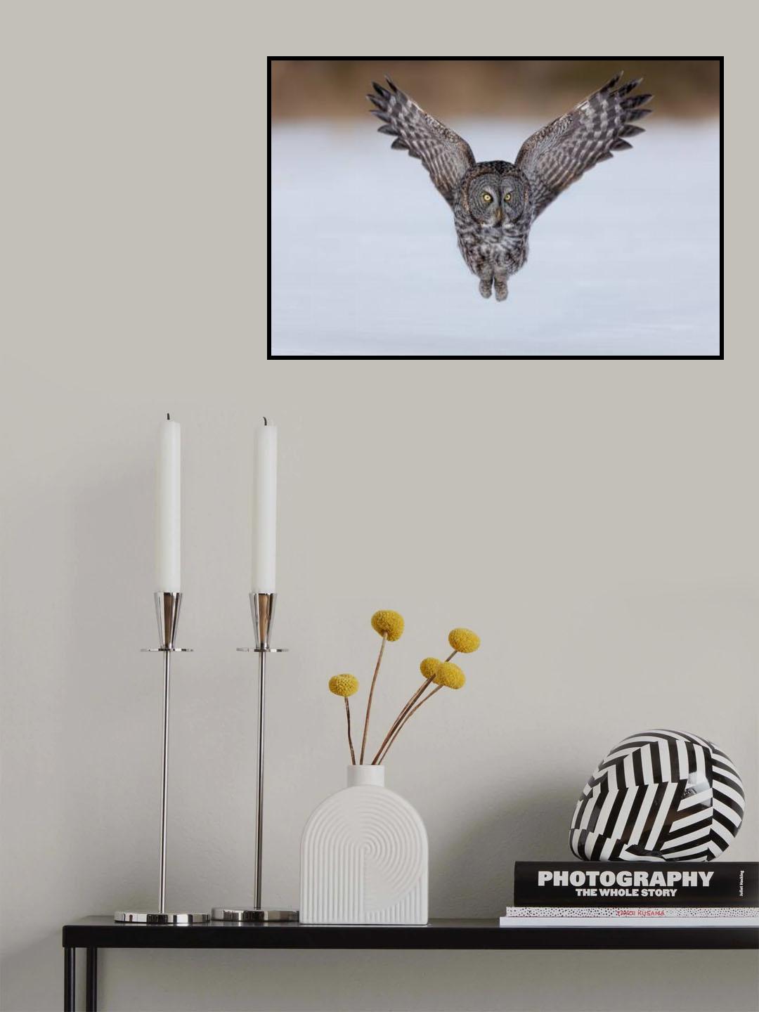 Great Grey Owl in Flight Poster och Canvastavla