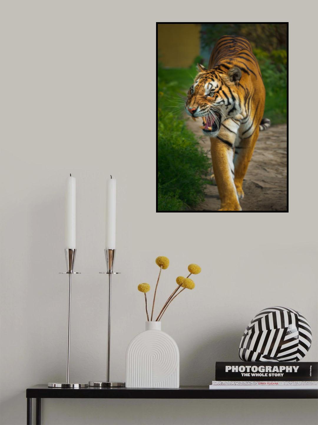 The Ungry Tiger Poster och Canvastavla
