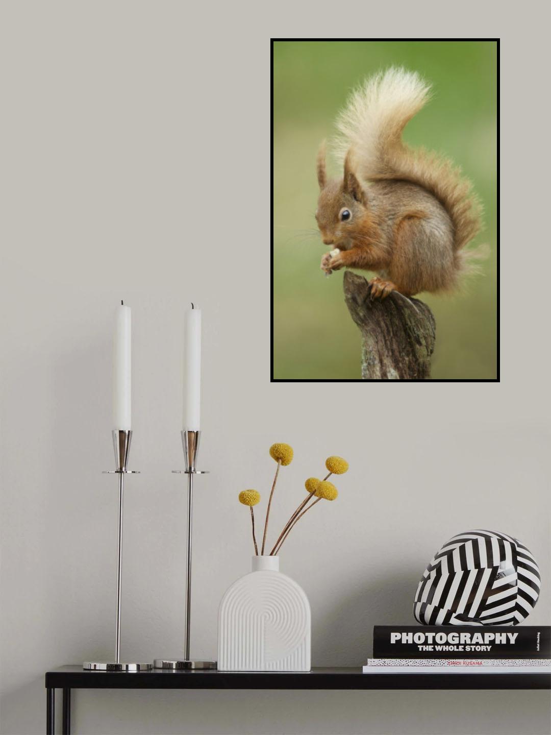Red Squirrel Poster och Canvastavla