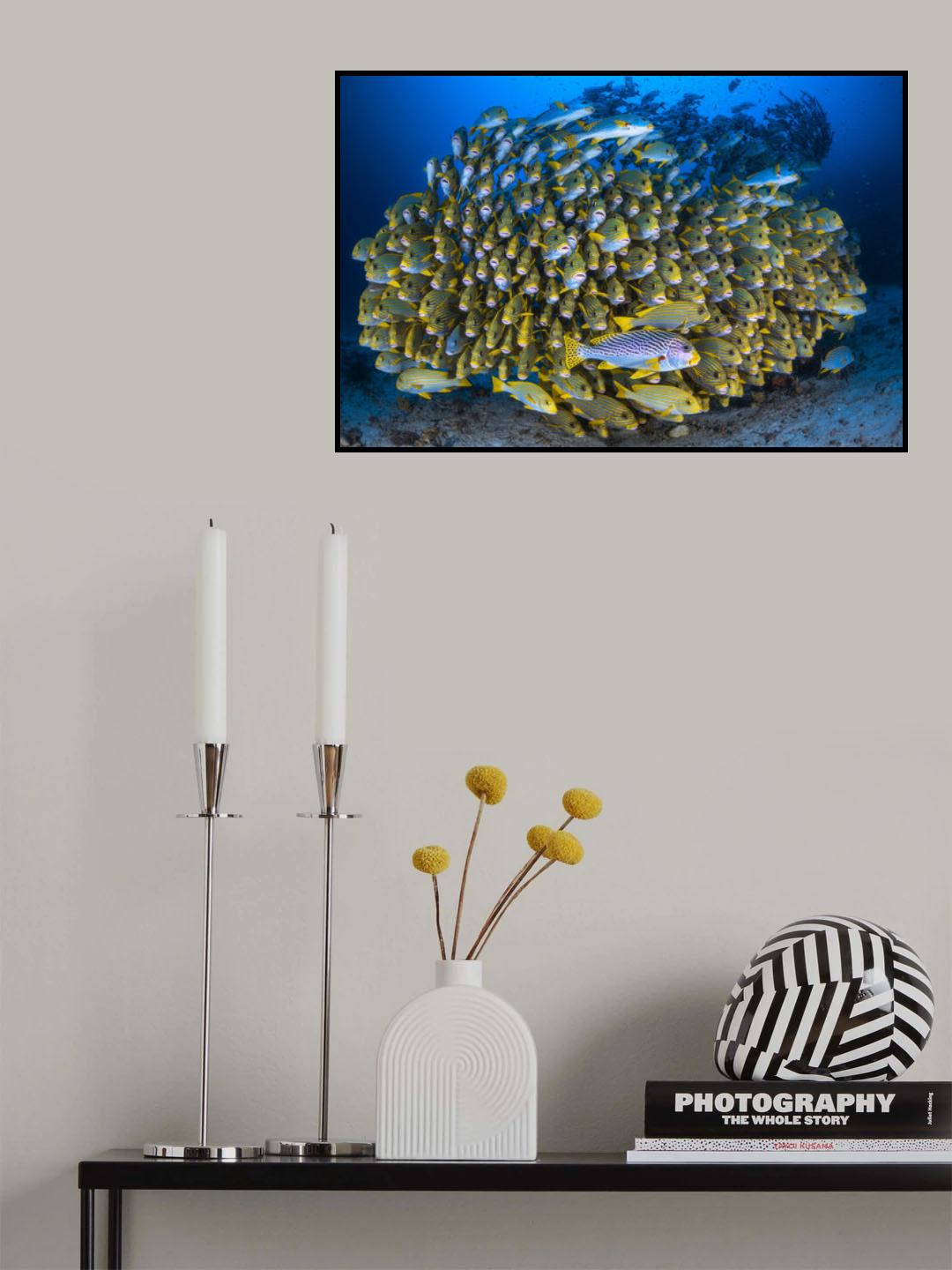 Cape Kri's school of sweetlips Poster och Canvastavla
