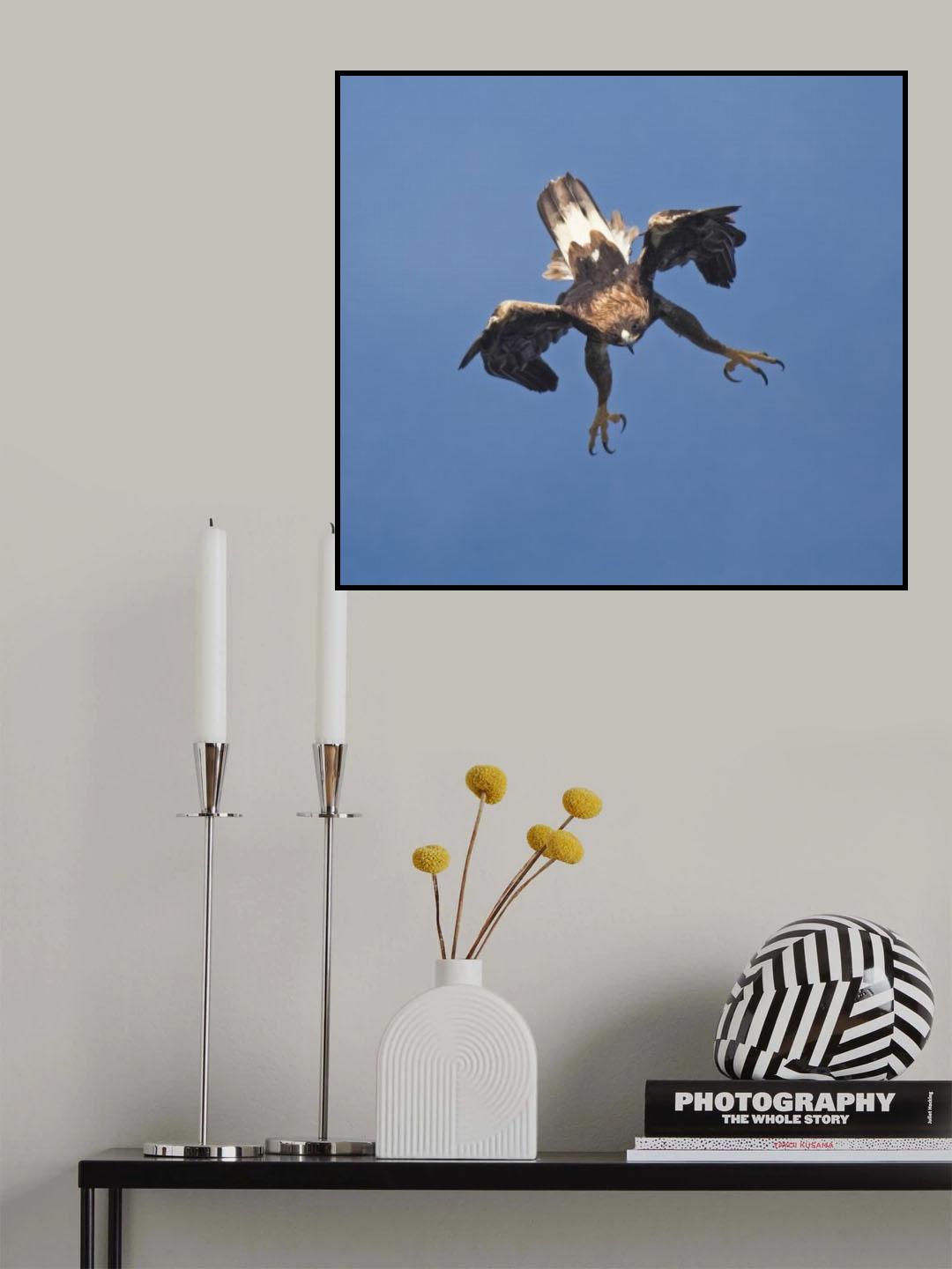 Golden eagle Poster och Canvastavla