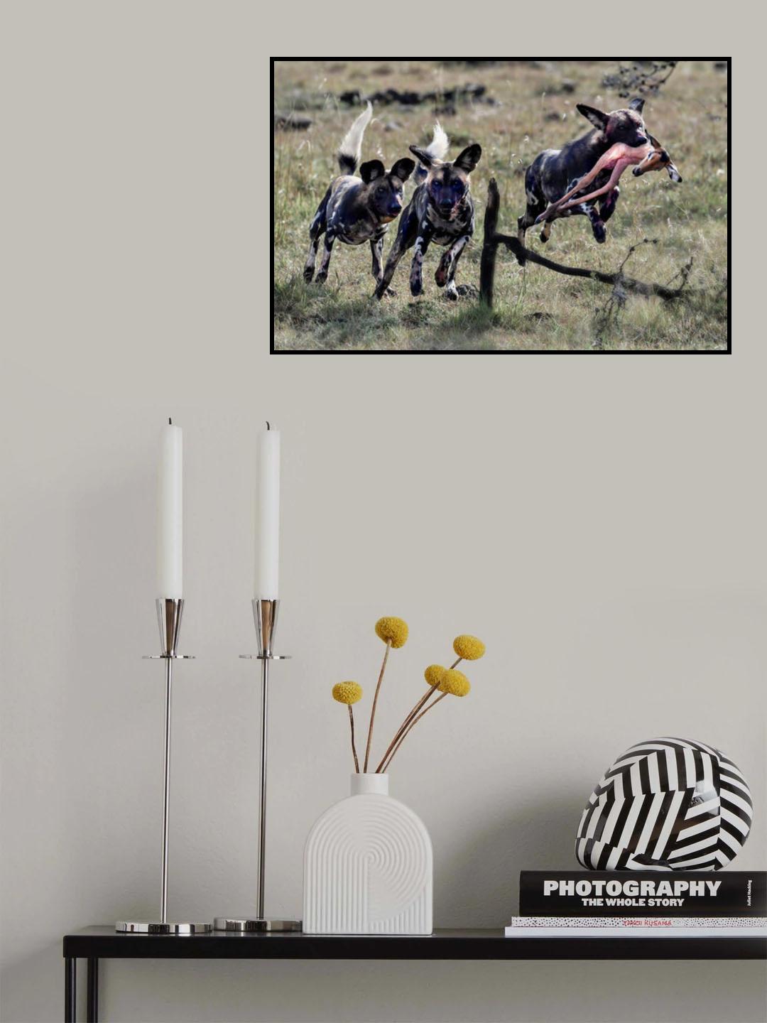 Competition of wild dogs Poster och Canvastavla