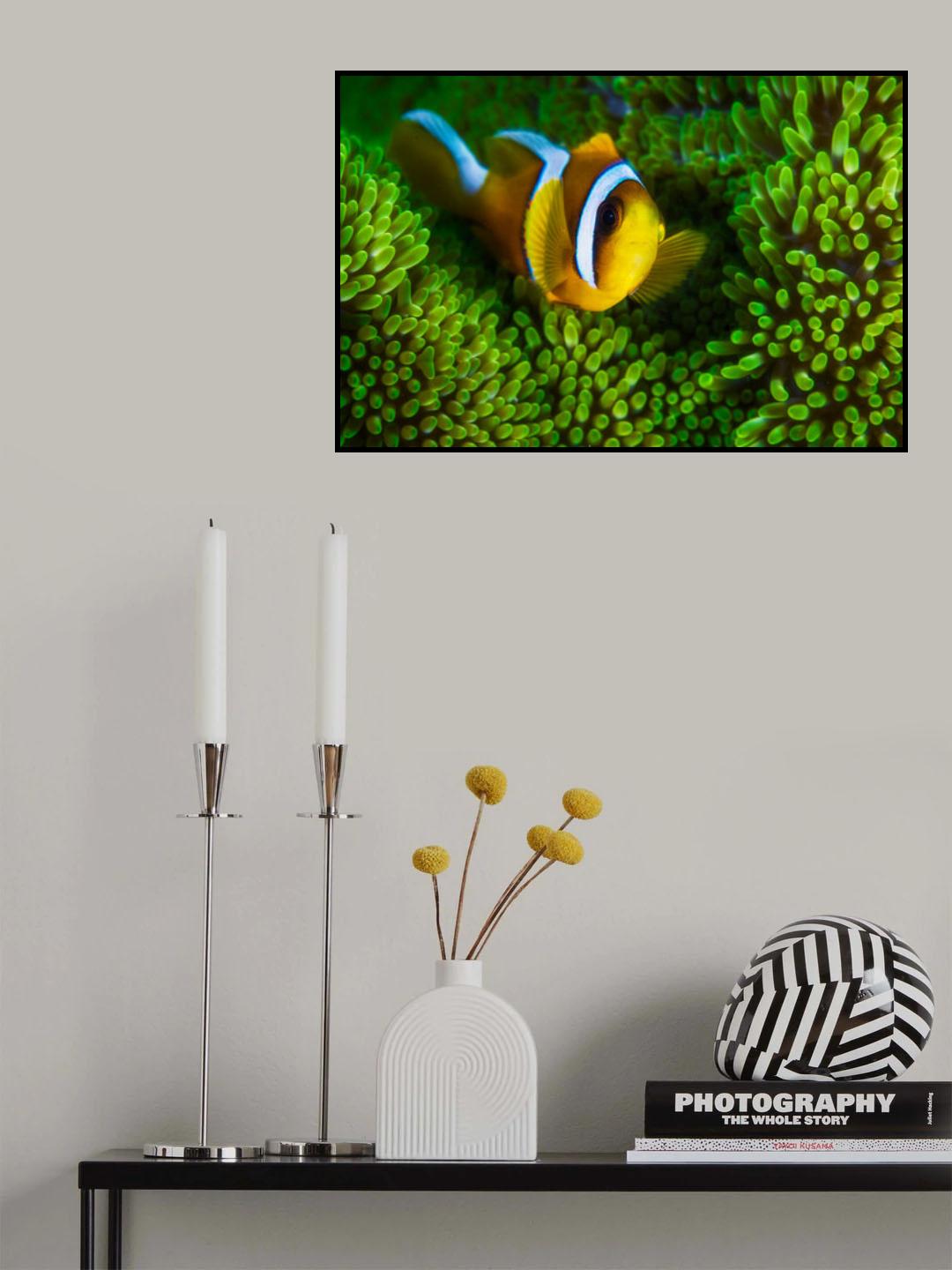 Yellow clownfish on green anemon Poster och Canvastavla