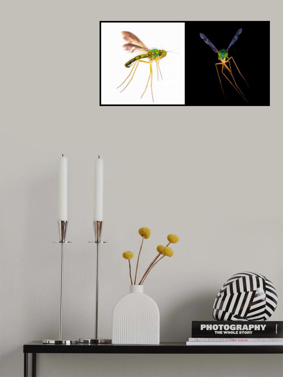 长腿丽虻 Poster och Canvastavla
