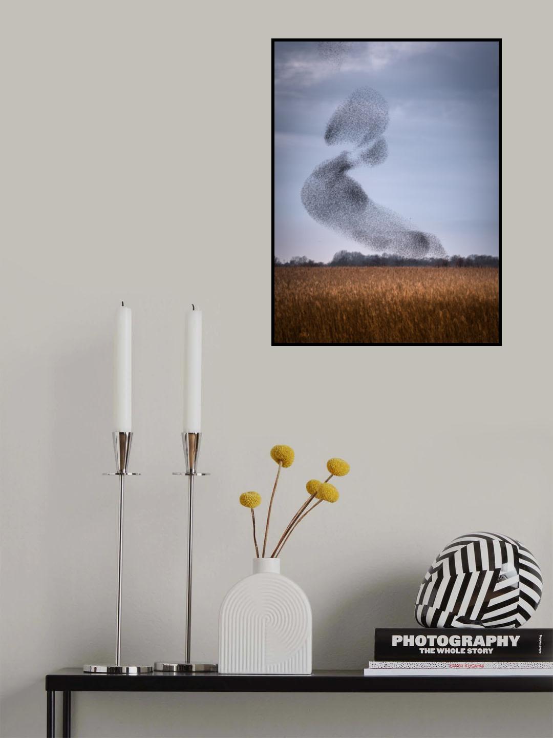 Starling dance Poster och Canvastavla