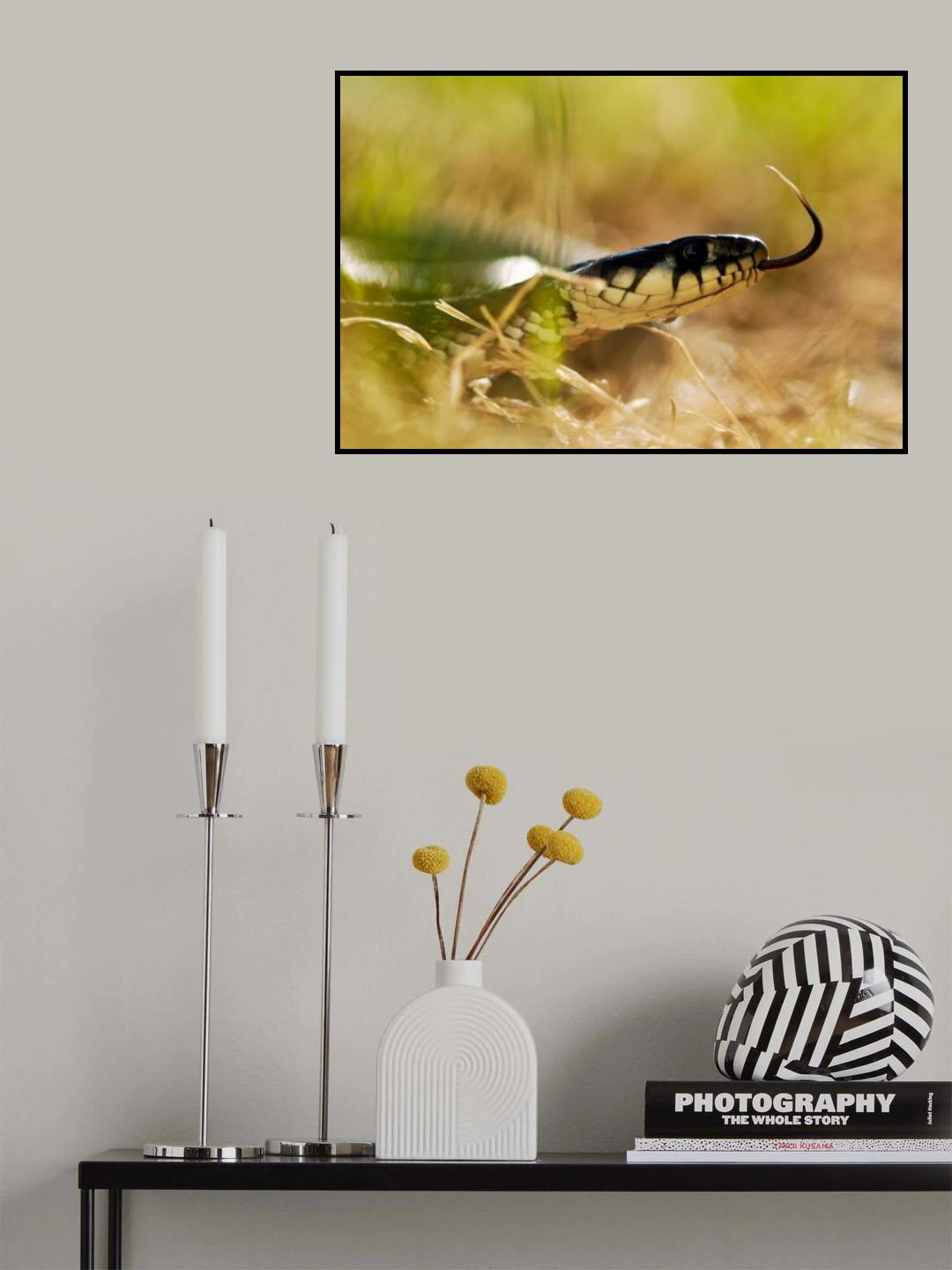 S N A K E Poster och Canvastavla