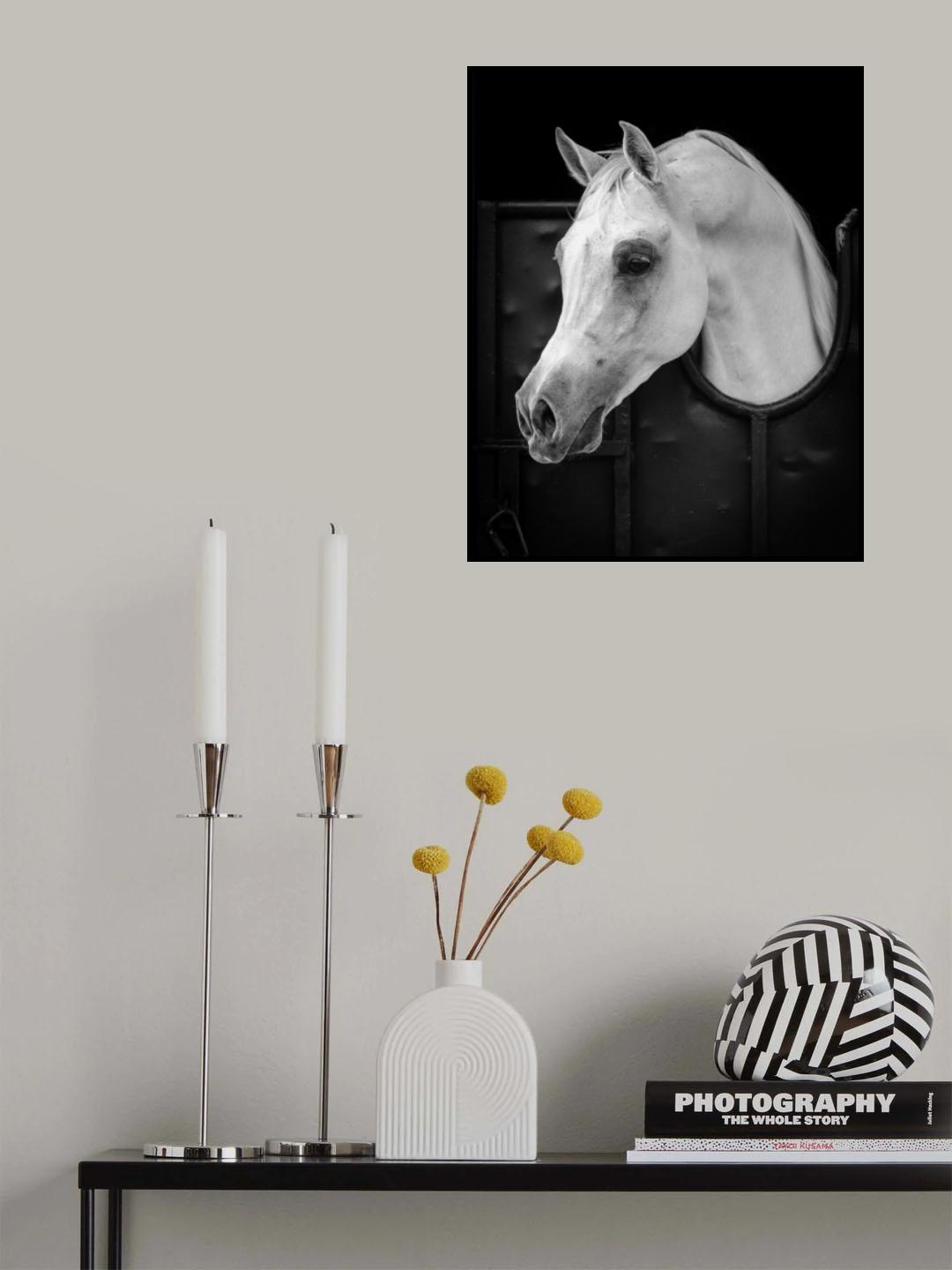 Arabian Horse Poster och Canvastavla