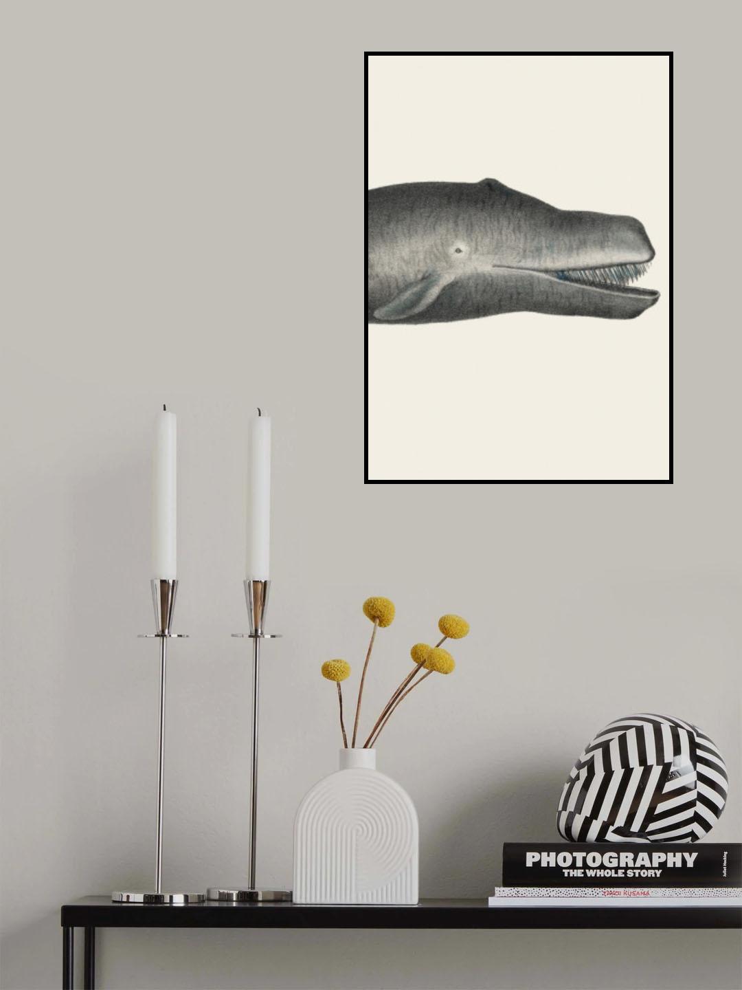 Whale Ii Tight Crop Handcolored Sealife Lithograph 1824 Poster och Canvastavla