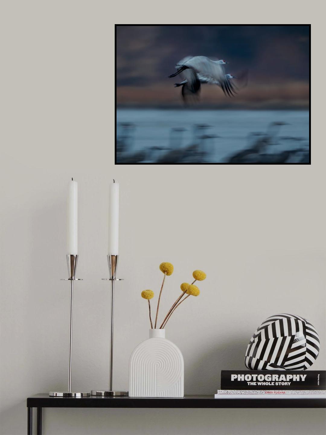 Sandhill Crane in Motion Poster och Canvastavla