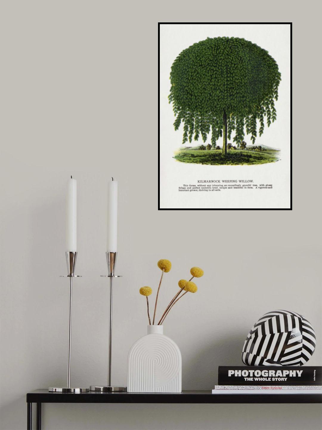 Kilmarnock Weeping Willow Tree Lithograph Poster och Canvastavla
