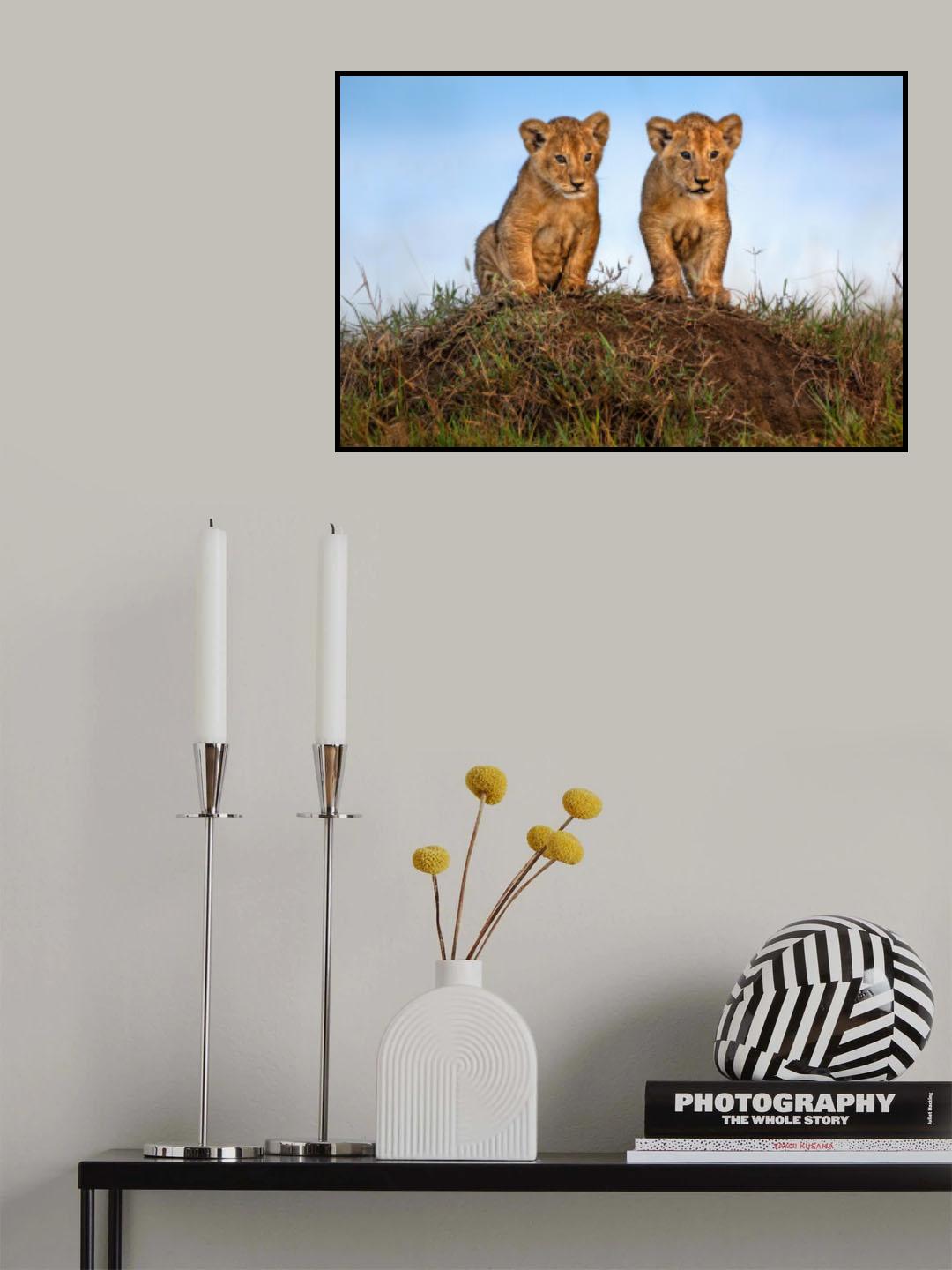 Curious lion cubs Poster och Canvastavla