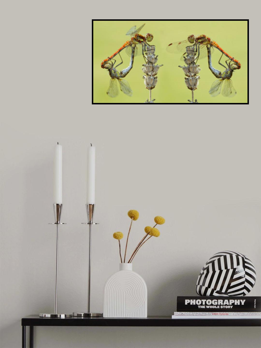Equilibrium Poster och Canvastavla