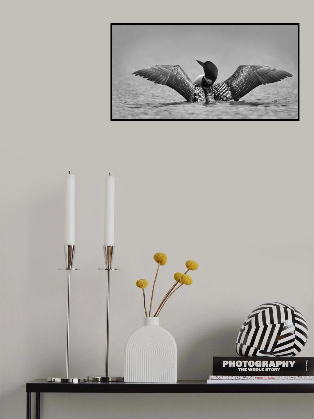 Common loon in black and white Poster och Canvastavla