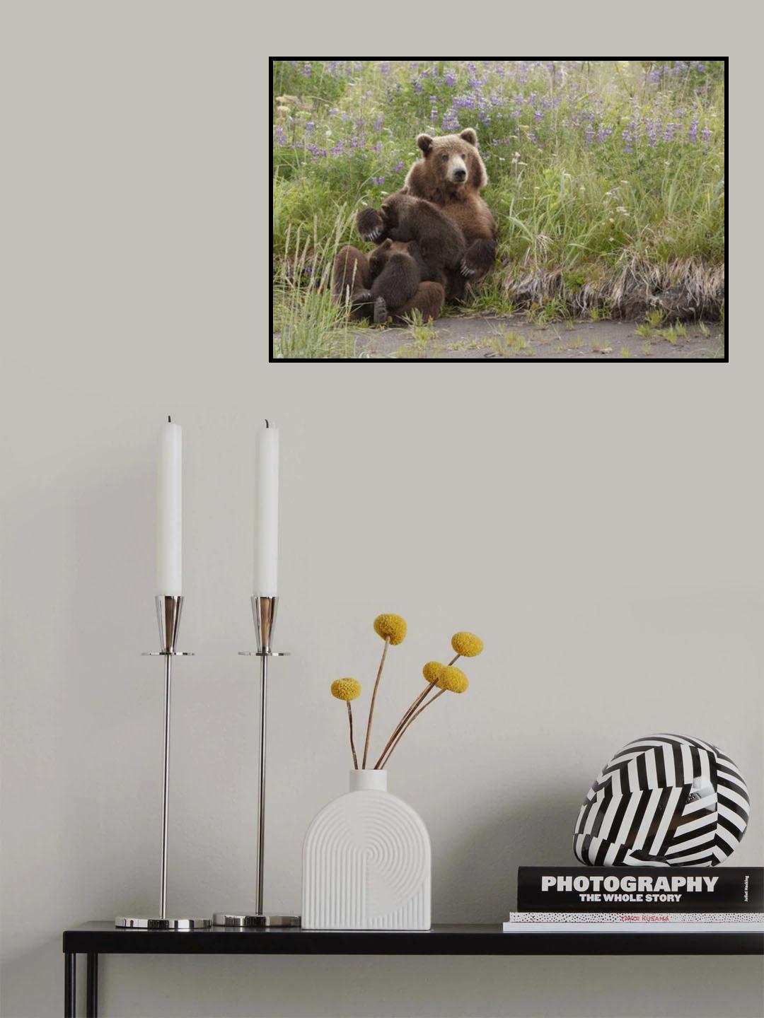 Momma Bear Nursing in the Lupines Poster och Canvastavla