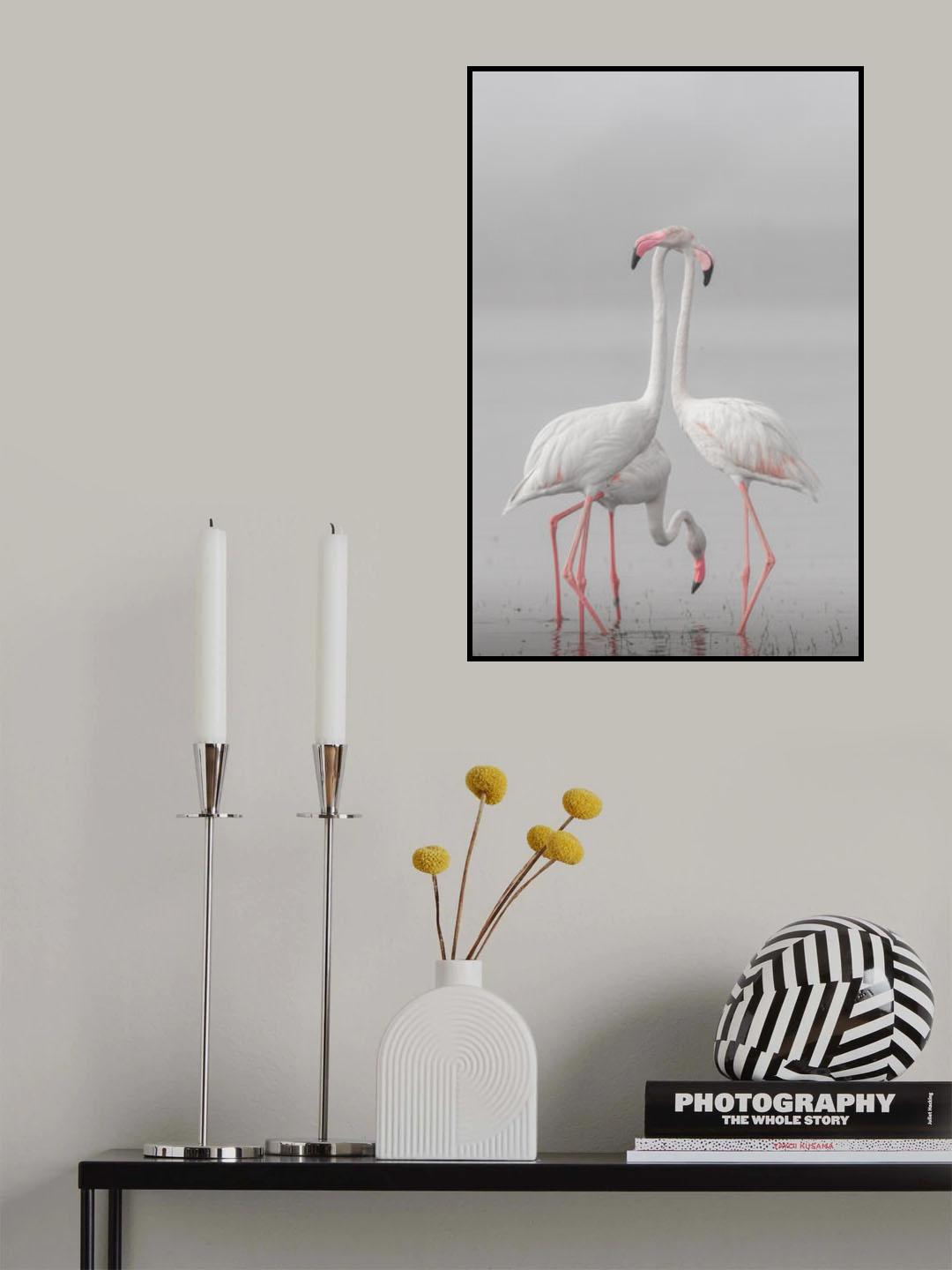GREATER FLAMINGO Poster och Canvastavla