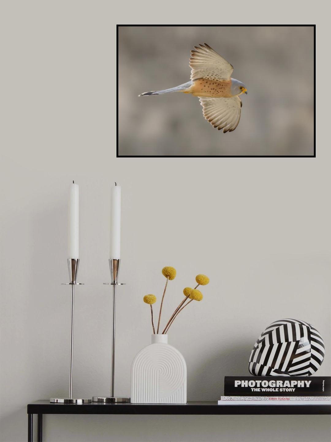 Falco di Naumanni Poster och Canvastavla